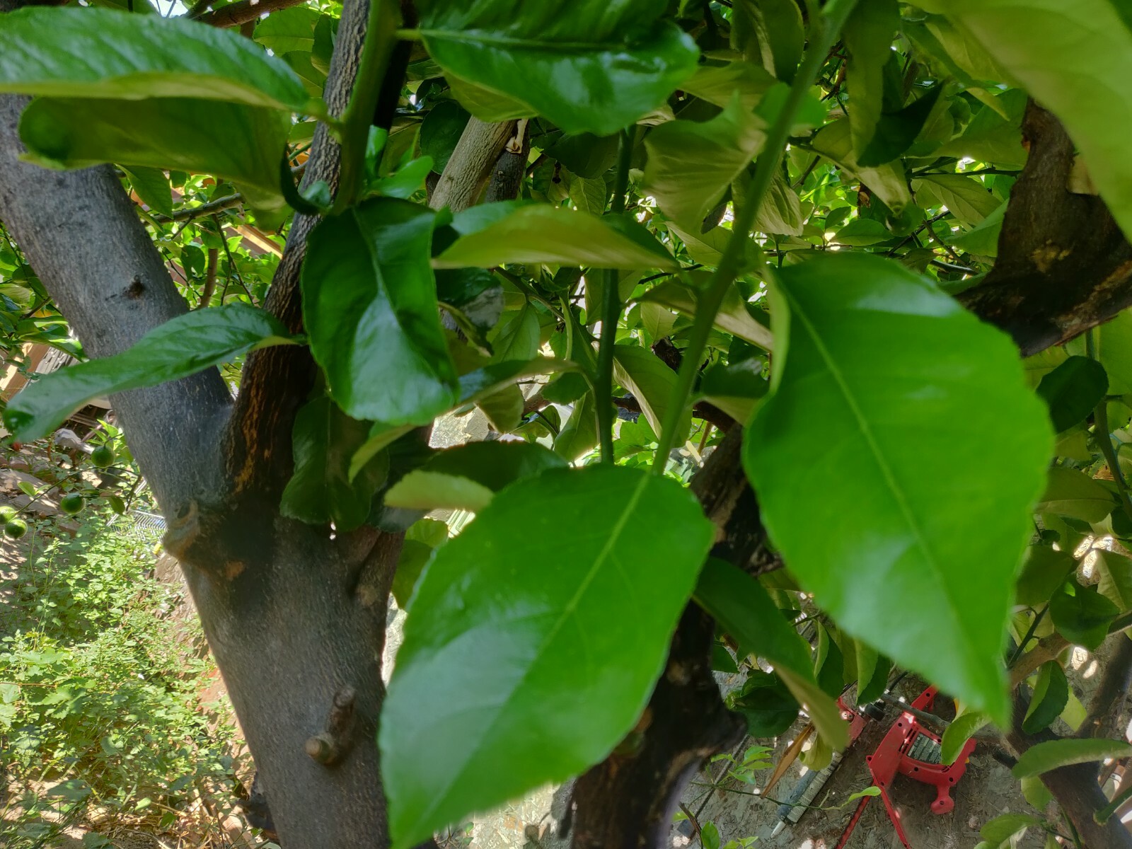 100 HOJAS DE LIMON ORGANICAS FRESCAS 100 FRESH ORGANIC LEMON LEAVES