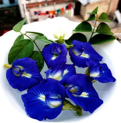 Blue Butterfly Pea Flowers Organic Pure Clitoria Ternatea Healthy Natural Drink