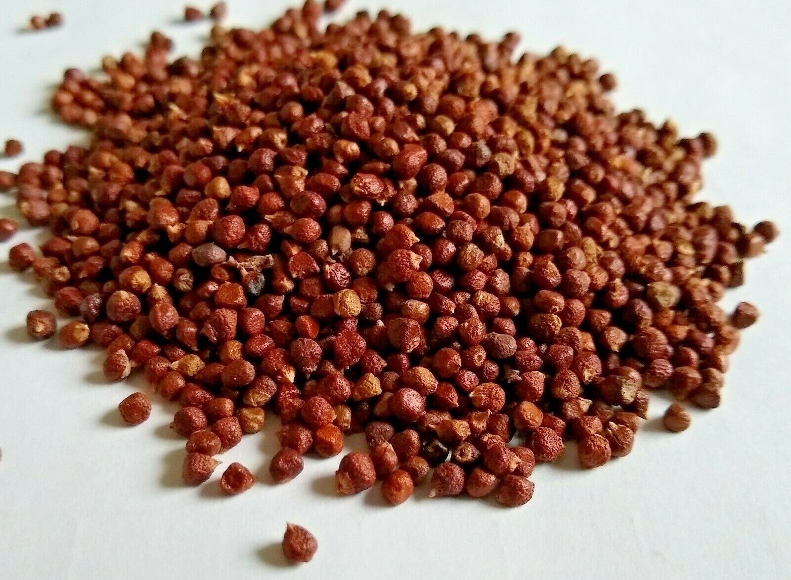 GRAINS OF PARADISE GUINEA PEPPER WHOLE CONGO 1 OZ – 32 OZ RECLOSABLE BAG