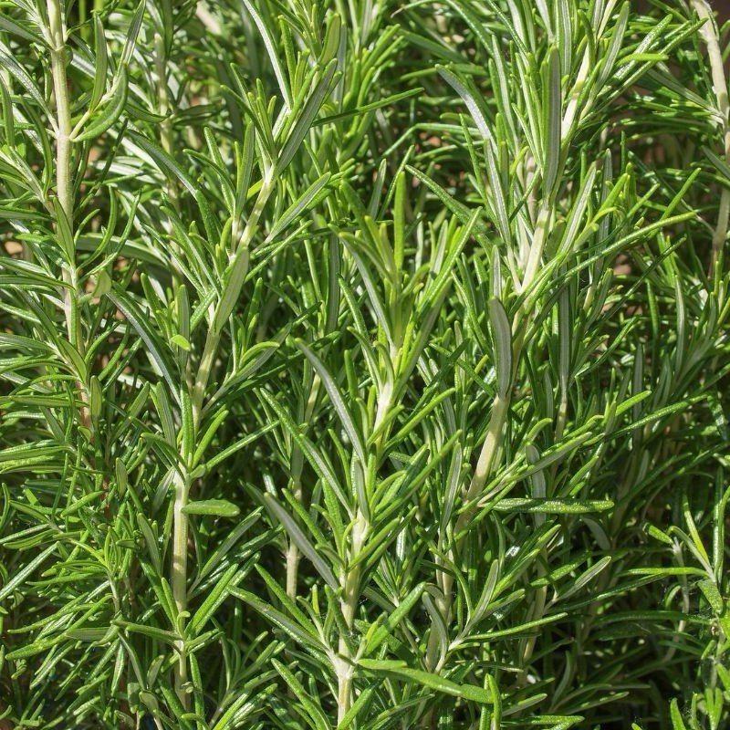 BBQ Rosemary Plant Live 4” Pot Fresh Culinary Herb for Grilling, Garden, Kitchen
