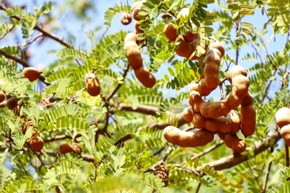100% Pure Natural Ceylon Tamarind Paste Without Seeds PREMIUM Quality Grade A