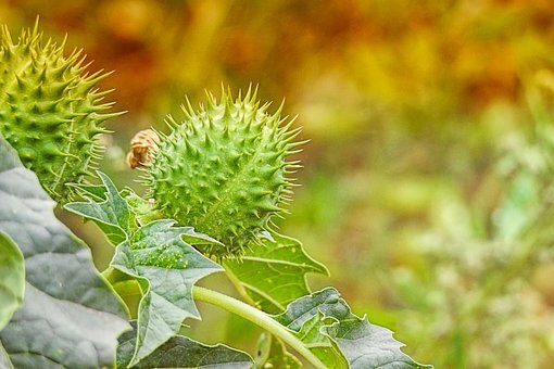 Datura Flower Seed – Purple Angels Trumpet Moonflo- Dhatura Beej – Beej Dhatura