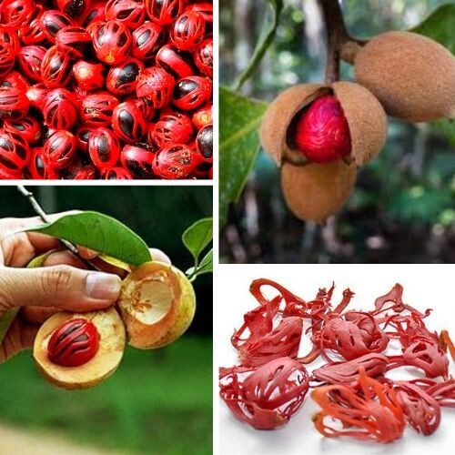 Ceylon Dried Nutmeg Mace Ayurveda Herbs herbal Spices Best Quality Organic 40g