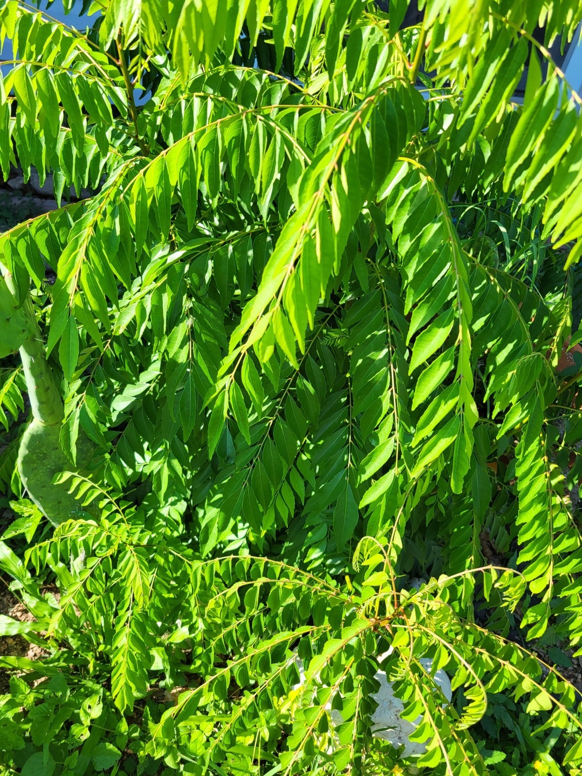 USA Organic Fragrant Fresh CURRY LEAVES Murraya koenigii Herb 20 Stems
