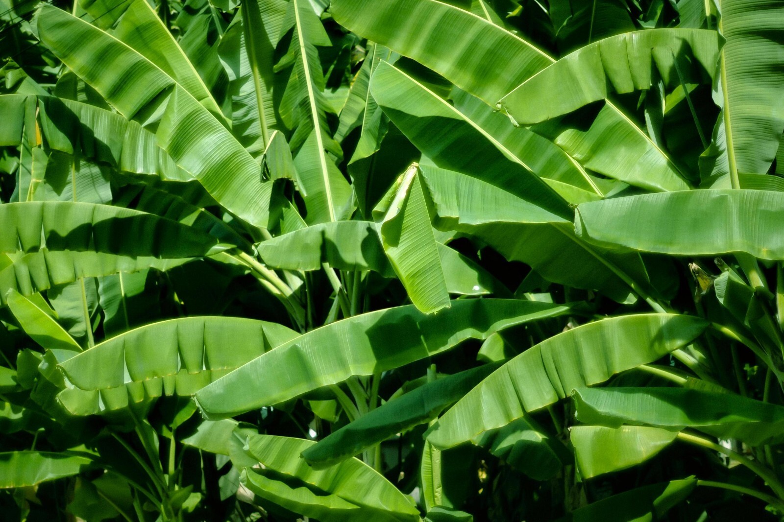 BANANA DRIED LEAVES Organic Ceylon 500pcs
