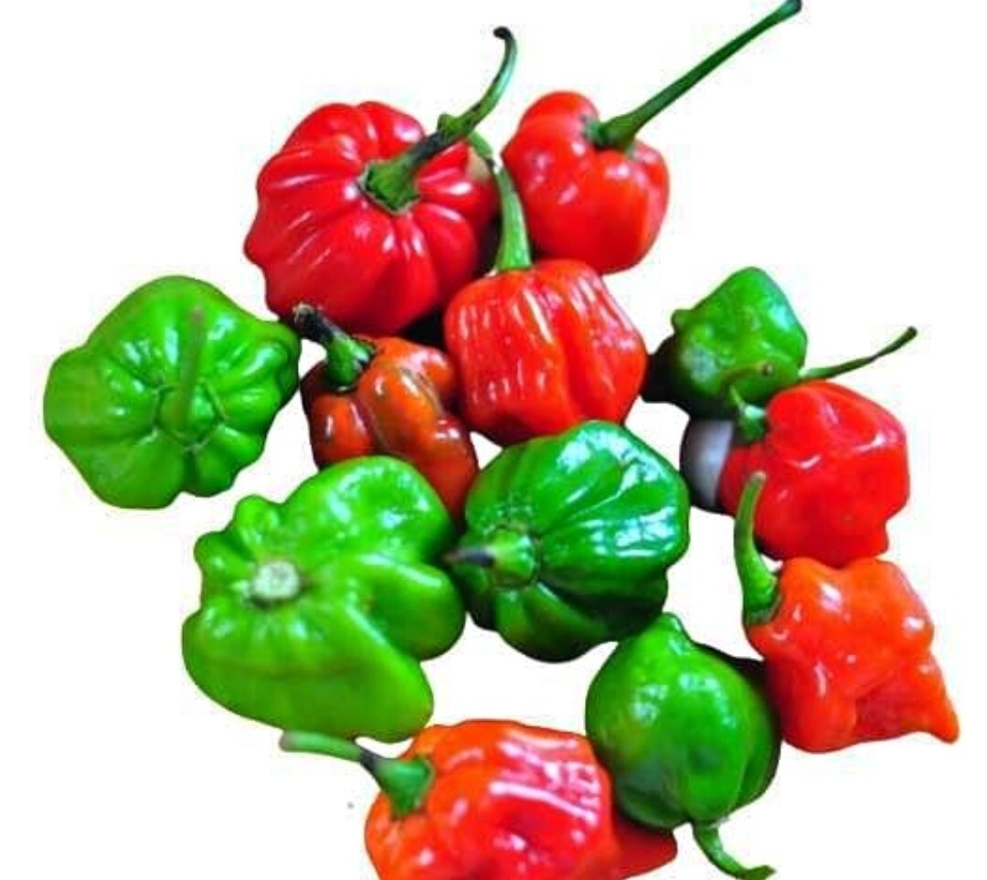 CHILLI POWDER Red Pepper – Natural & Pure, Premium Quality Company
