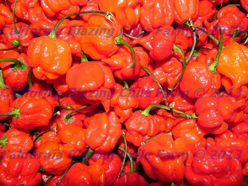 Organic Trinidad Scorpion Pepper-BBQ sauce-10.5oz. NUCLEAR HOT! SUPER Hot BBQ!