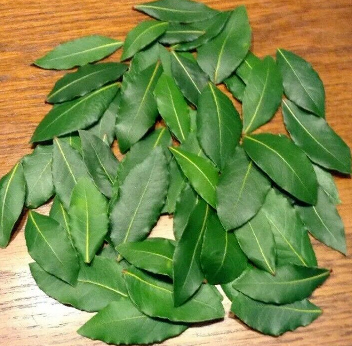 Organic Bay Leaves, 66 Fresh picked leaves, Laurus Nobilis Laurel,free Shipping