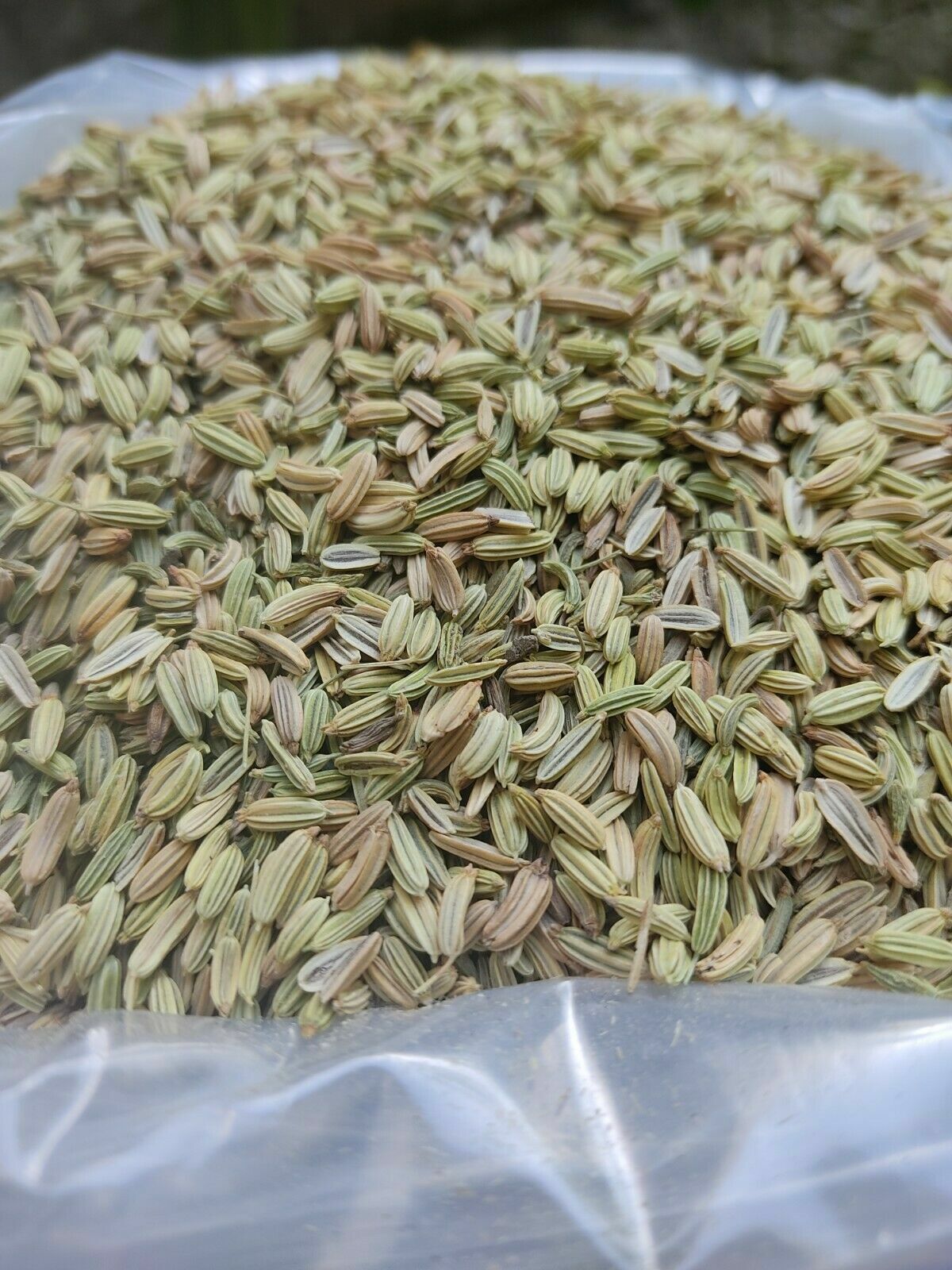 Food to Live Whole Fennel Seeds, Non-GMO Verified, Dried, Raw-100g