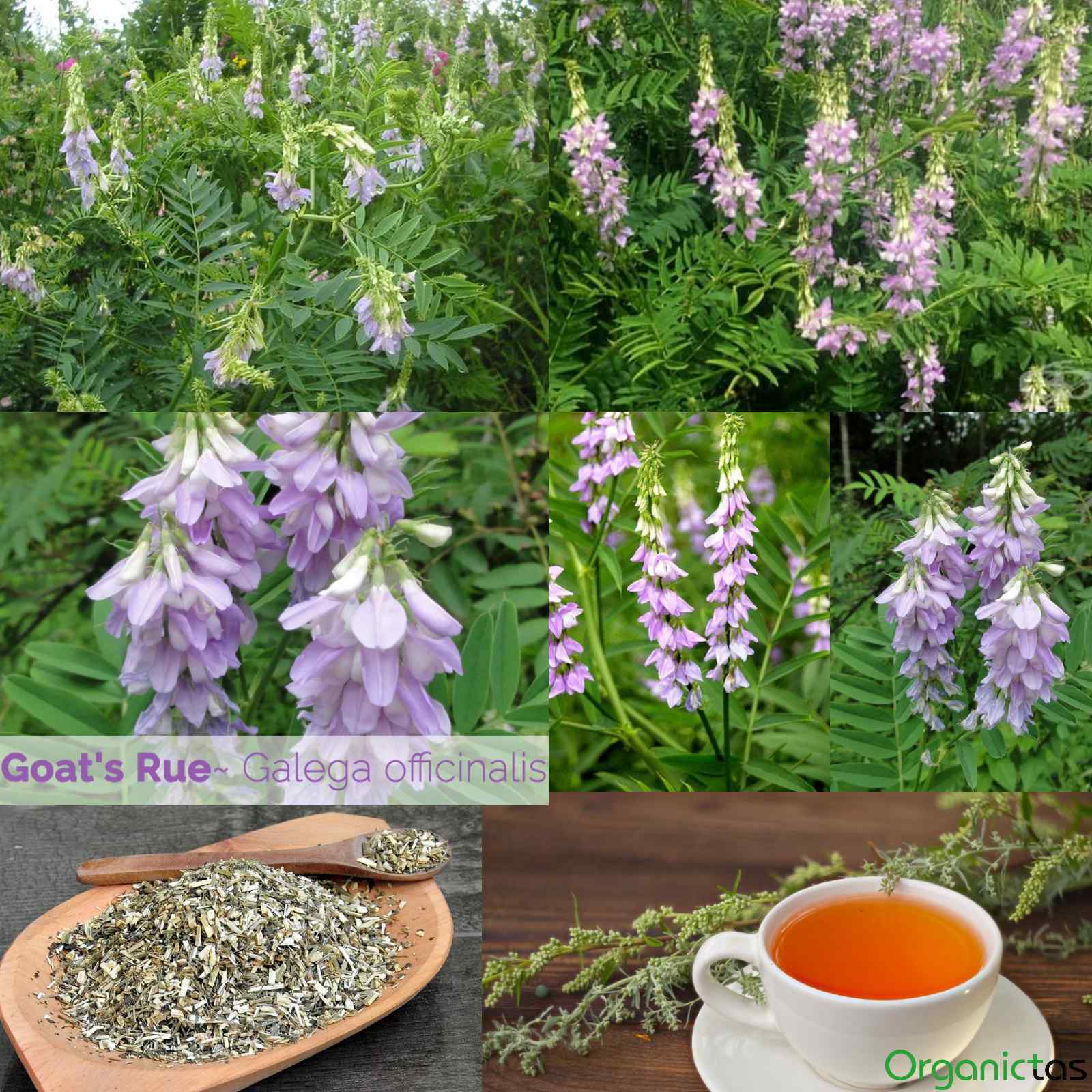 Organic GOATS RUE Tea Dried Cut Loose Galega Officinalis Premium Quality Herb