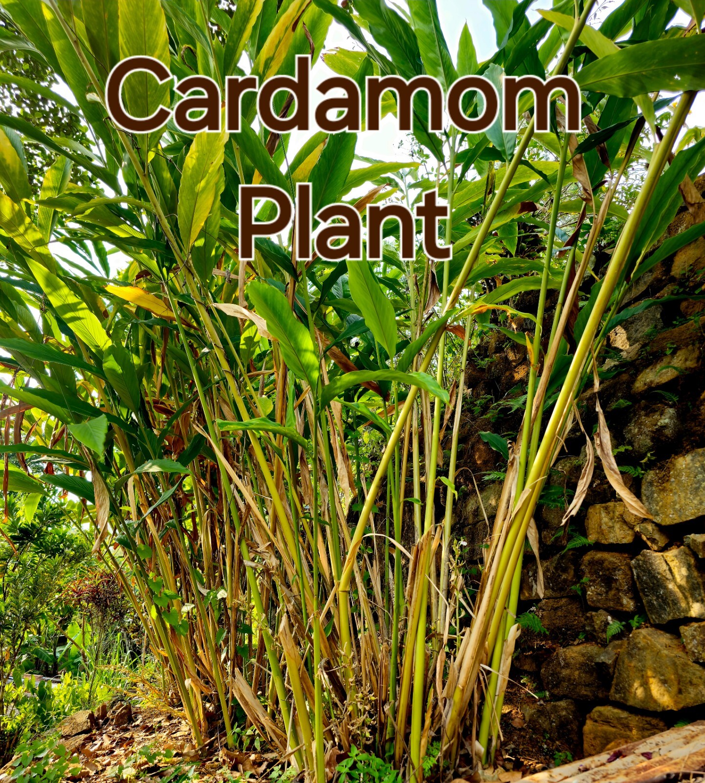 Organic Natural Cardamom seeds Ceylon best quality 25g