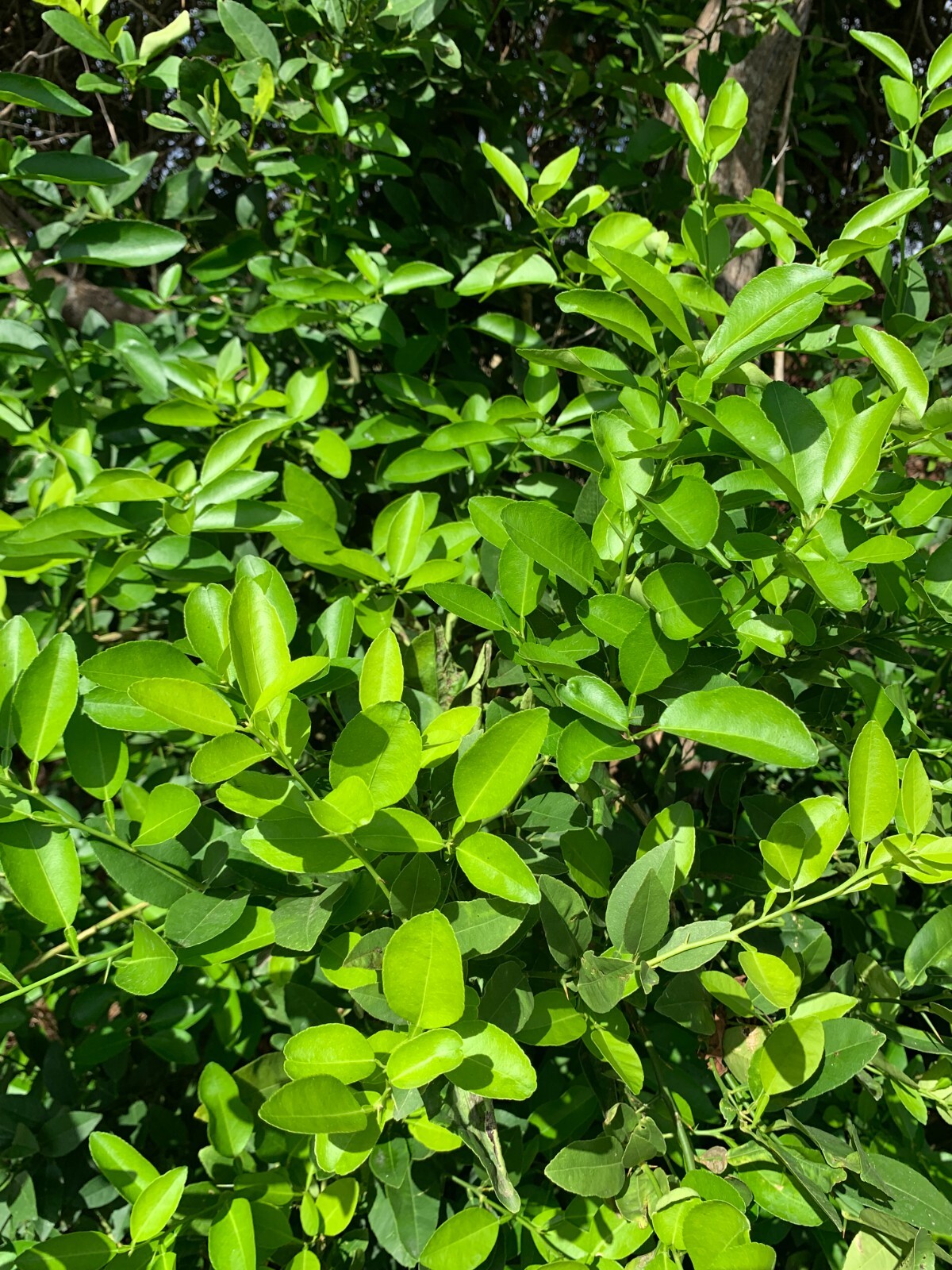 50 Hojas De Arbol De Limon Organico / 50 Lemon Tree Leaves Organic tea