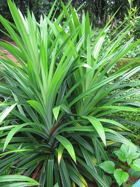 100% natural high quality rumpe leaves that enhance the taste and aroma of food