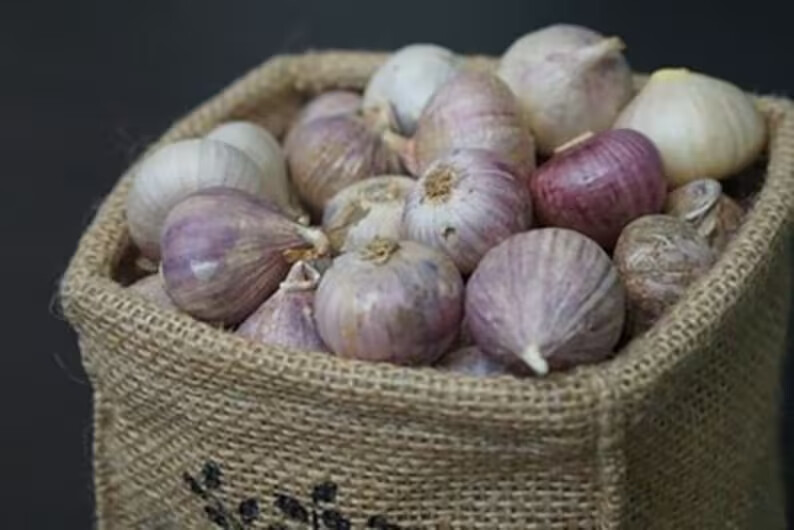 Wild Single Clove, Solo, Monobulb Garlic, Allium Sativum – Medicinal Herbs, gift