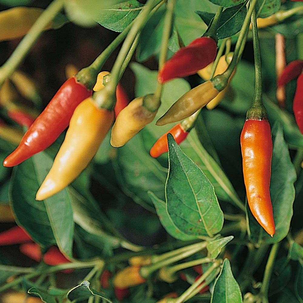 Tabasco Pepper Powder 2lb – Spicy Seasoning for Any Meal – Country Creek LLC
