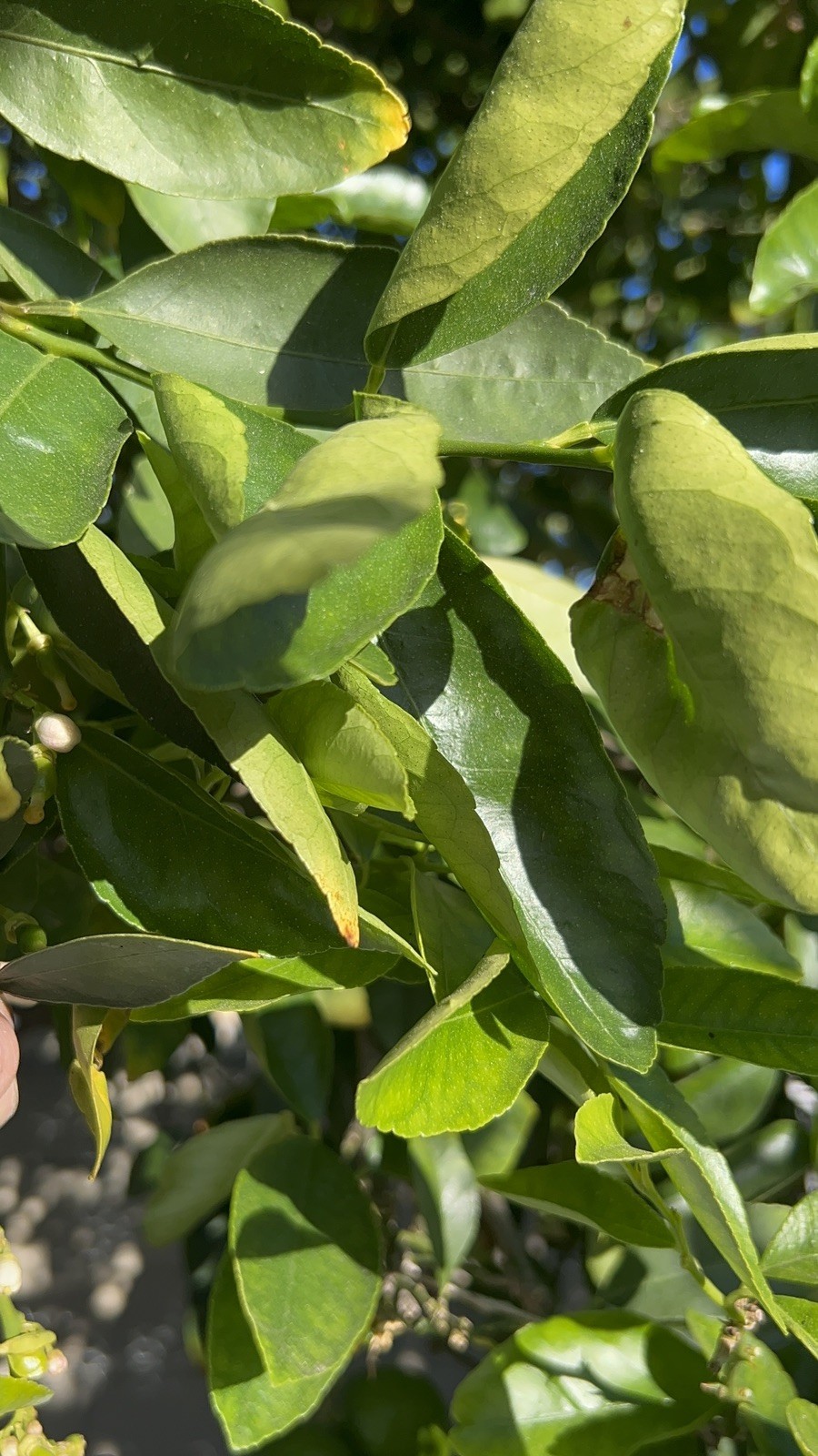 100 HOJAS DE LIMON ORGANICAS FRESCAS 100 FRESH ORGANIC LEMON LEAVES