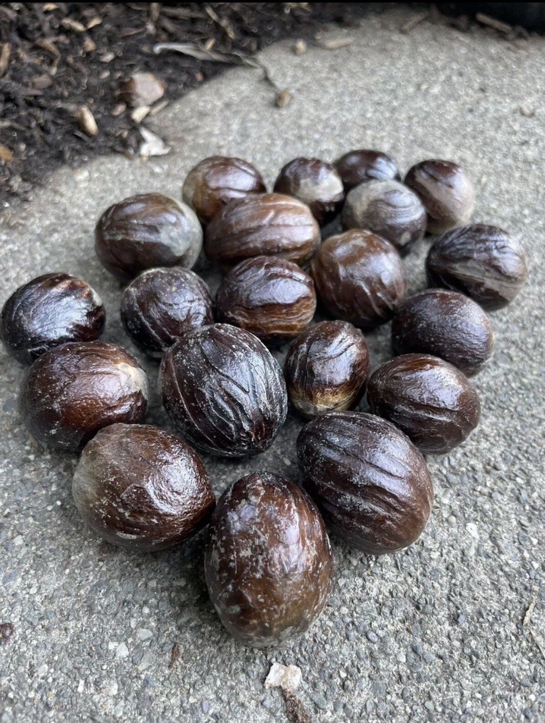 10 Spices Whole Nutmeg In Shell Indonesian Nutmeg Banda Island For Cooking