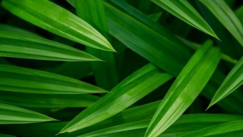 Dried ORGANIC pandan (Pandanus) leaves powder Natural organic from sri lanka