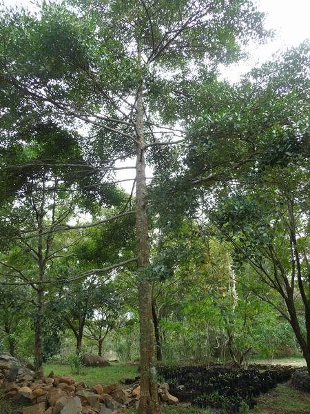 CorkWood Dried Dawata Carallia Brachiata Freshwater Mangrove Carallia 3.5-26oz