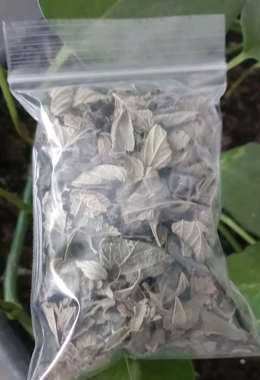 Hojas de pitiona seca (condimento) de mexico_1/4 oz