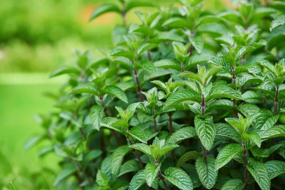 Organic Dried Pepper Mint Leaves. Grown in USA. Freshly Dried & Sealed.