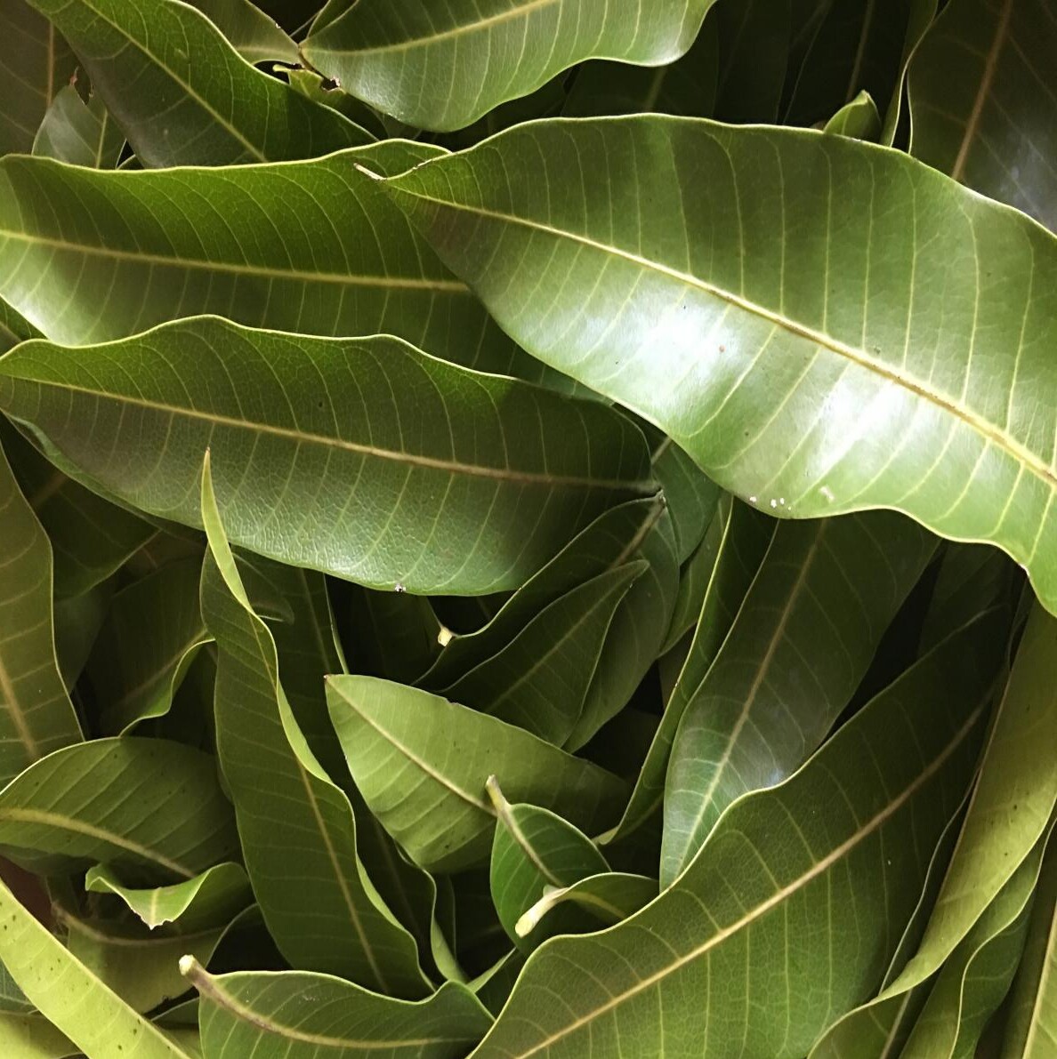 ORGANIC Dried Mango leaves Home Quality Pure Leaf For Tea 50 leafs best ceylon