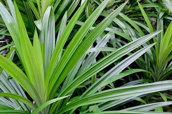 Organic Sun Dried Pandan Leaves Natural Spice Ceylon Pure 100% Good Quality