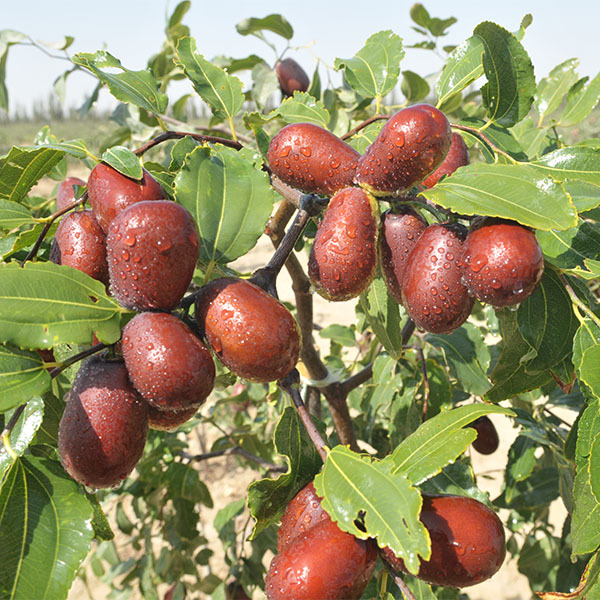 1 LB 100% NATURAL Dried JUJUBE DATES,CHINESE DATES,US SELLER