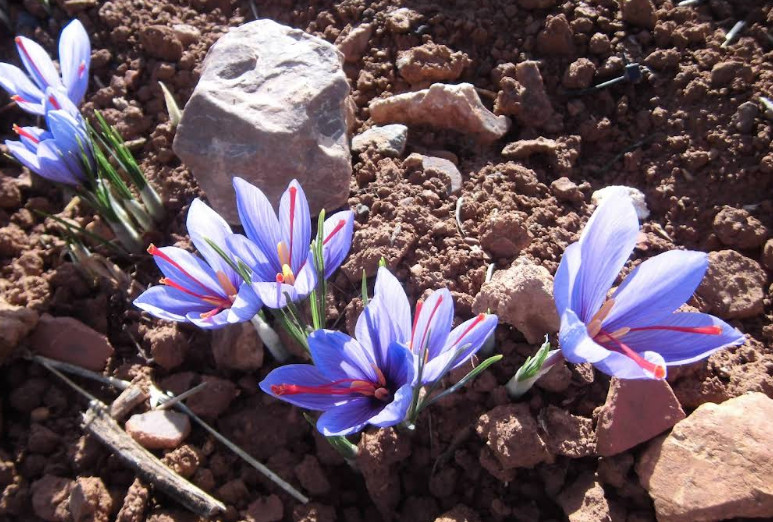 100% Pure & Natural SPANISH SAFFRON * SAFRAN ESPAGNOL * AZAFRÁN * SIERRA QUALITY
