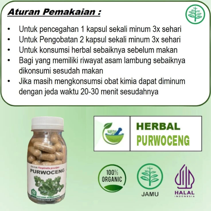 purwoceng Natural Organic Herbs Spices Fresh Pure Hygienic Premium Original