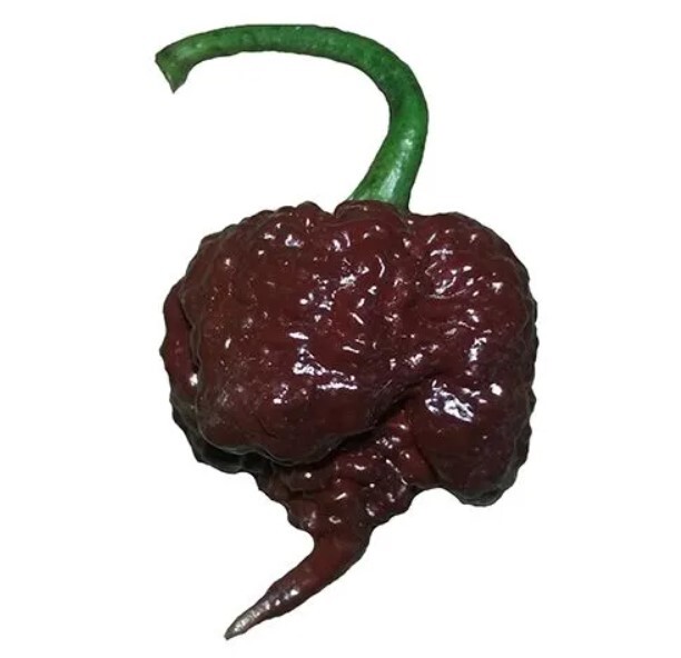 Chocolate Carolina Reaper Ground Chili Pepper Powder – Rare Superhot (5 sizes)