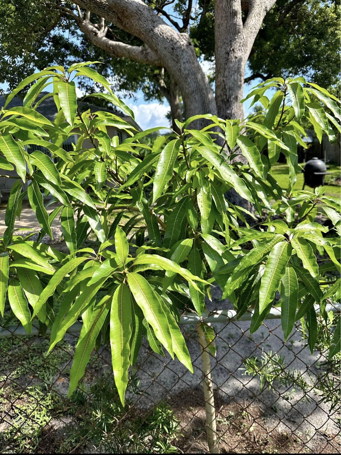 Fresh Organic Mango Leaves from Florida-Natural Herbal Leaves for Tea. 35 Leaves