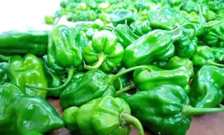 Dried Scotch Bonnet Pods Srilankan 100/% Natural -20Pods