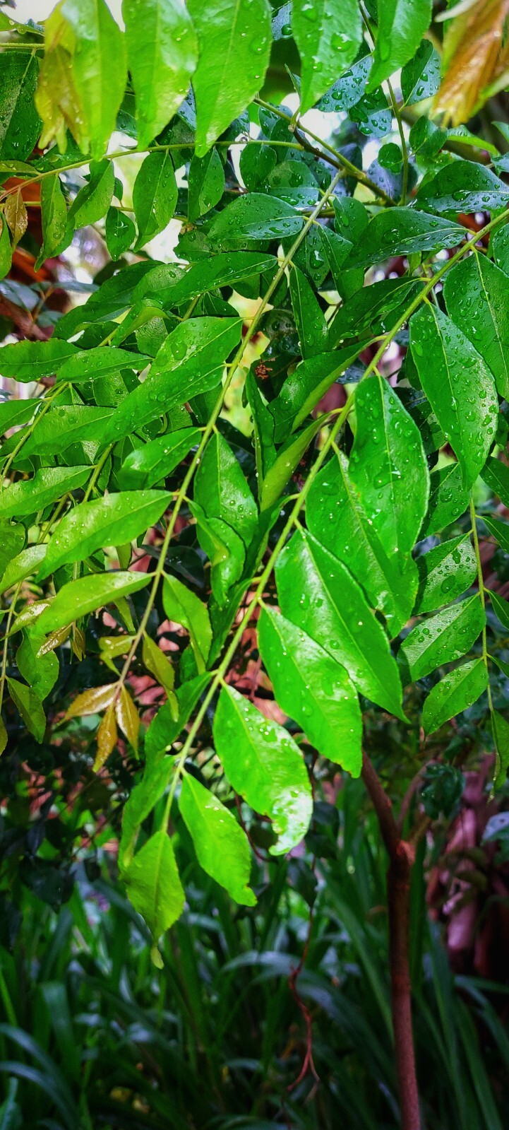 Dried organic Curry Leaves/leaf Natural pure Premium quality Fresh leaf 20g