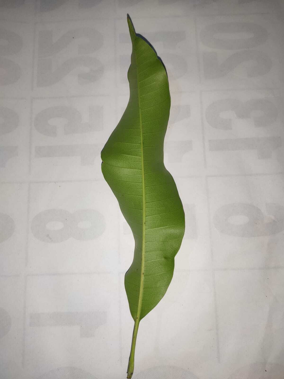 Dried Mango Leaves Natural from Ceylon for a healthy life Organic healthy Tea