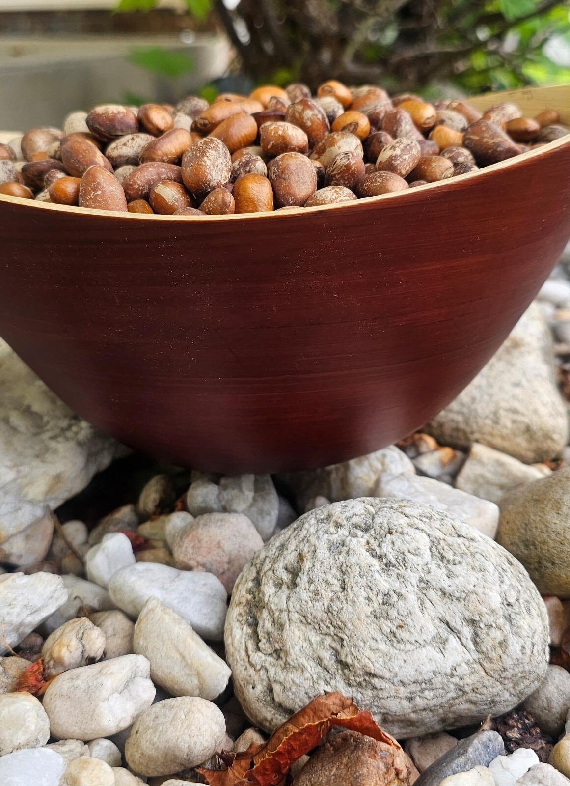 ORGANIC AFRICAN NUTMEG, EHURU, CALABASH NUTMEG, EHIRI, EFURE, MONODORA MYRISTICA