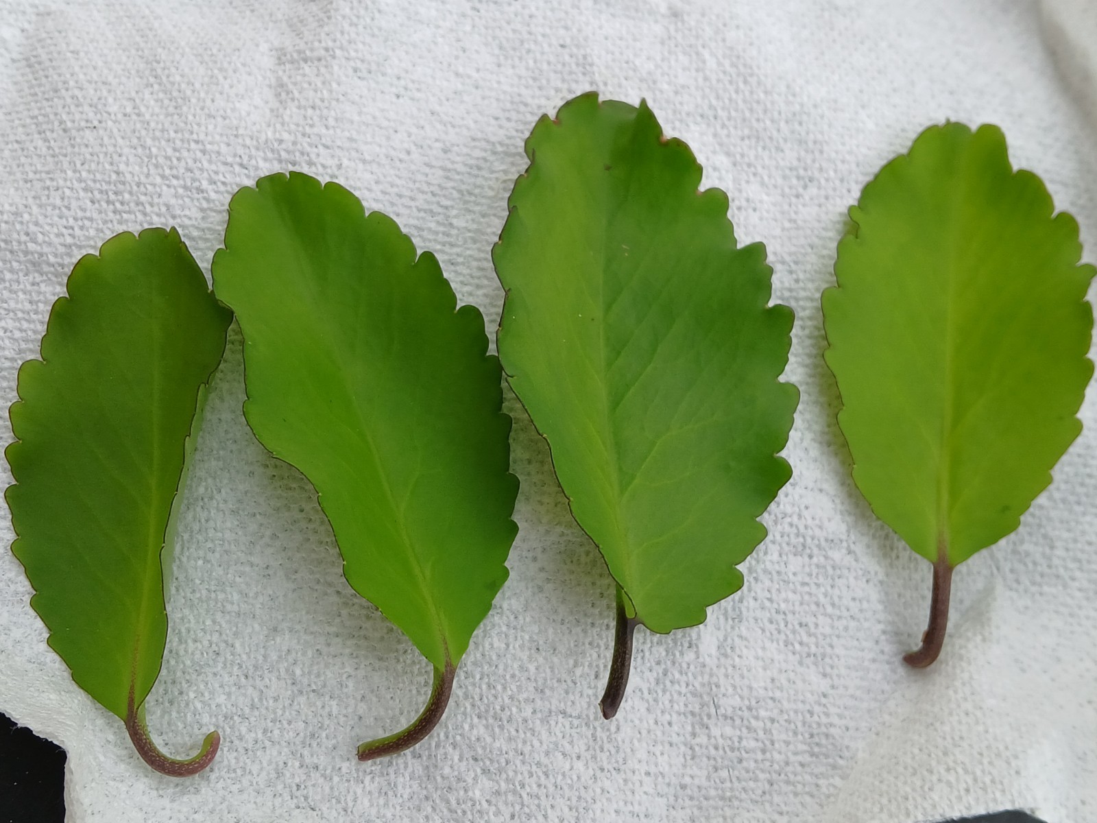 Fresh Leaf of Life / Miracle Leaf Leaves. Grown without Pesticides or Chemicals.