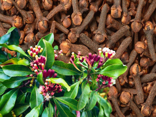 Whole Cloves 100% Organic Sun Dried, Hand Picked from INDIA – 100g