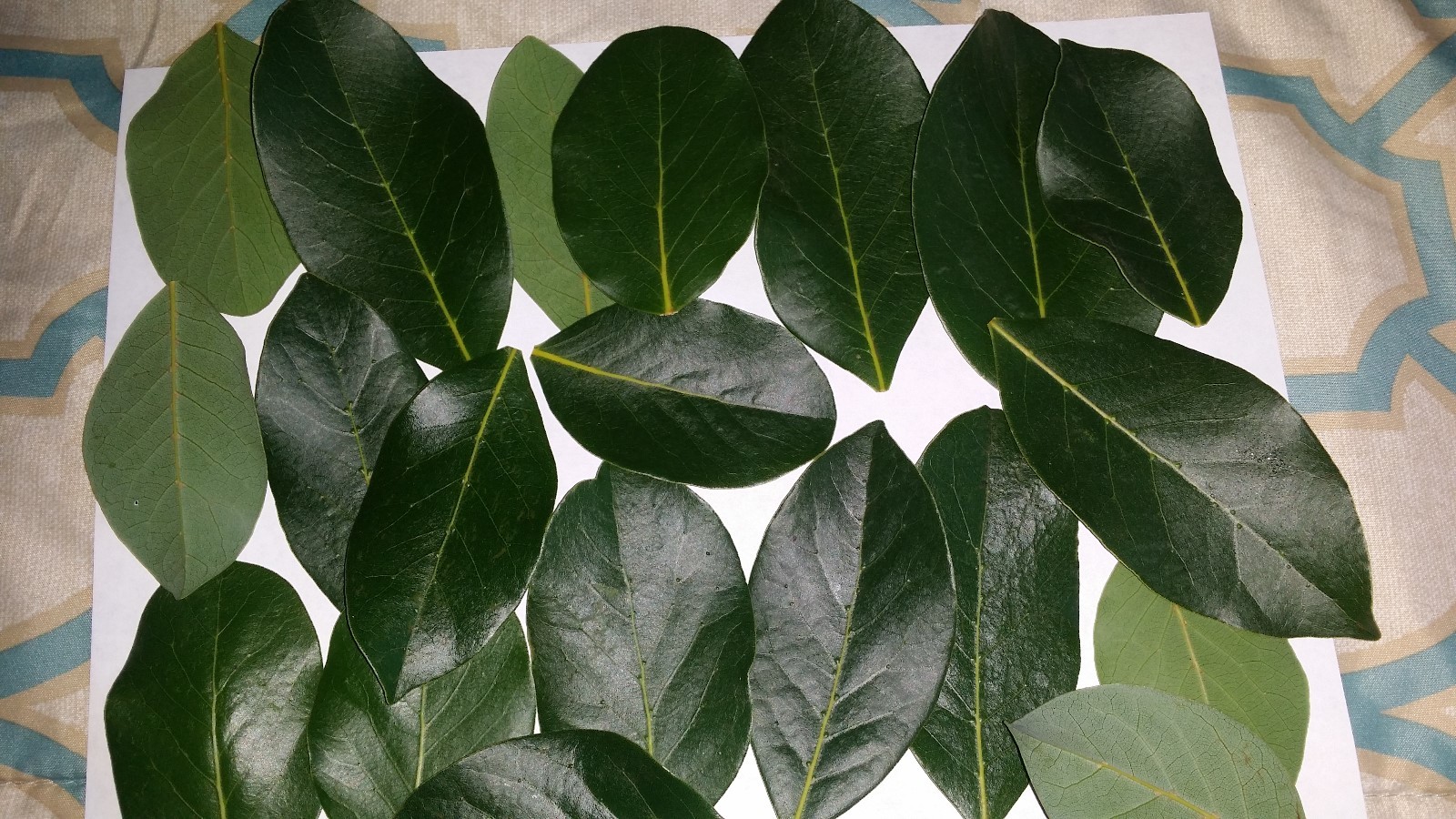Freshly picked Bay Leaves – Organic (approx. 50 large leaves/3oz)