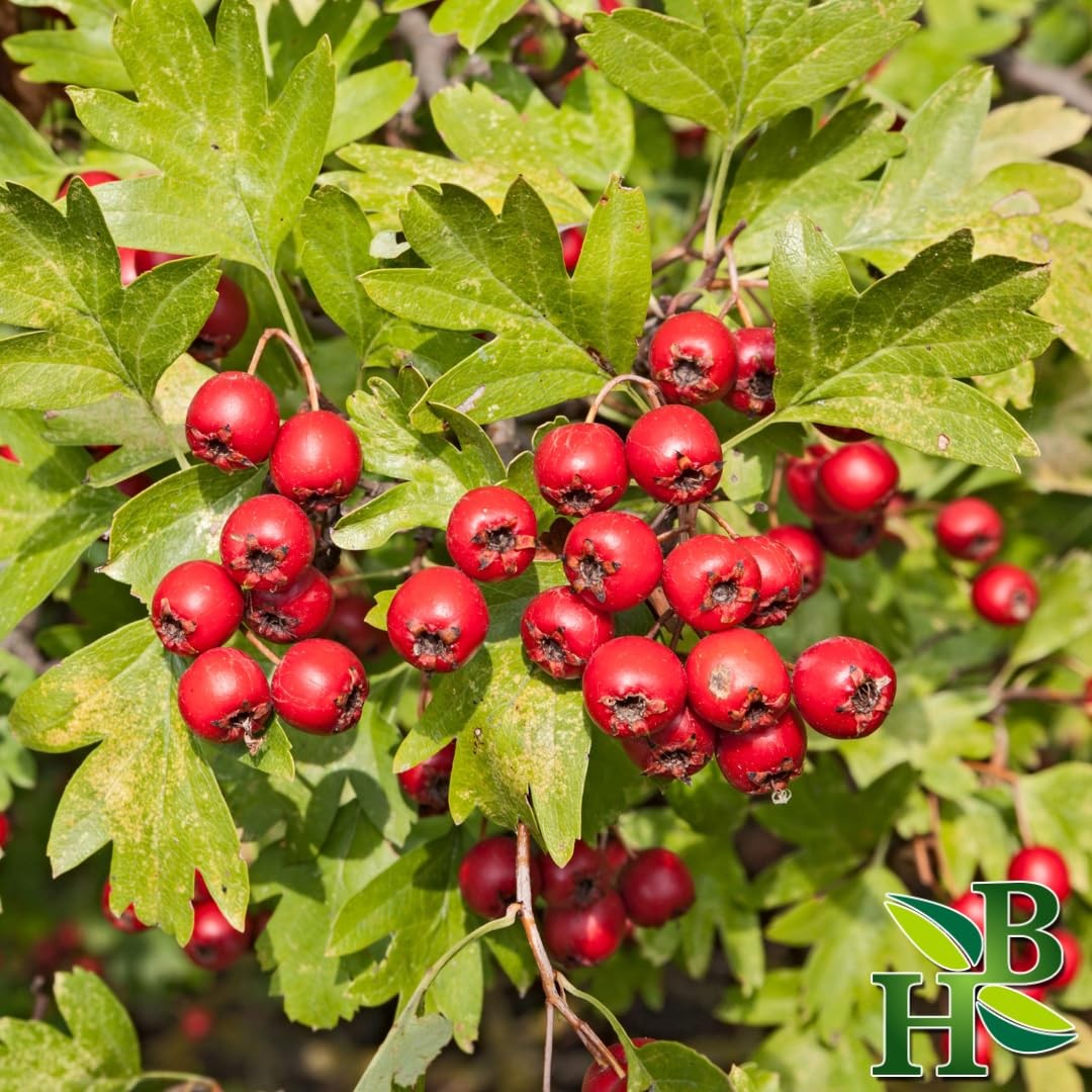 Herb To Body Hawthorn Berries Whole – 4oz Wildcrafted 4 Ounce (Pack of 1)