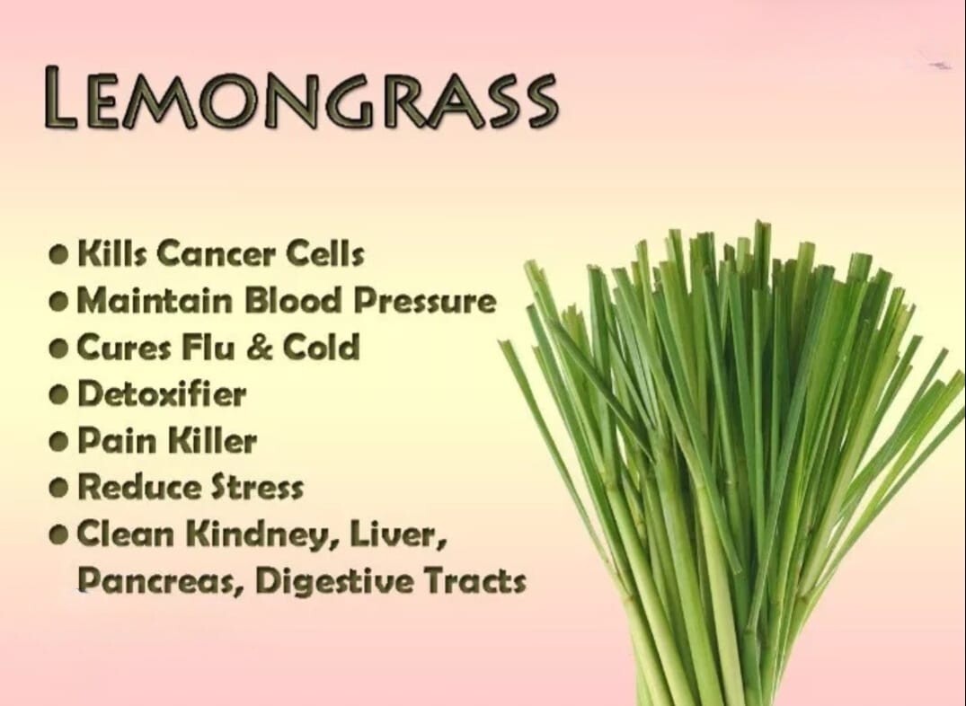 Cymbopogon citratus Leaves, Lemongrass Pure Quality, Organic Herbal Ceylon Spice