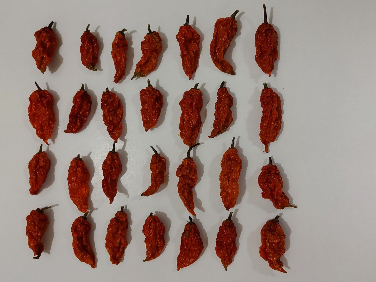1 oz. DRIED WHOLE GHOST PEPPER (BHUT JOLOKIA) CHILI PODS..USA GROWN!