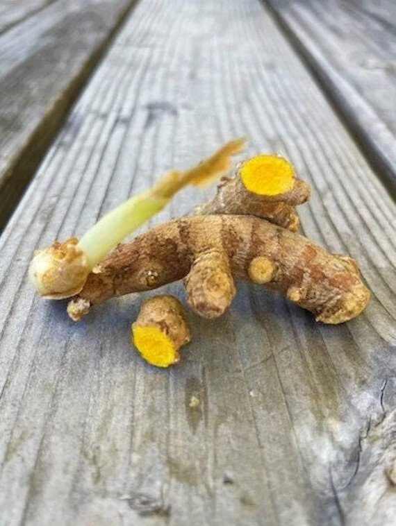 Fresh Organic Yellow Indira Turmeric Roots (rhizomes). Hawaii grown.