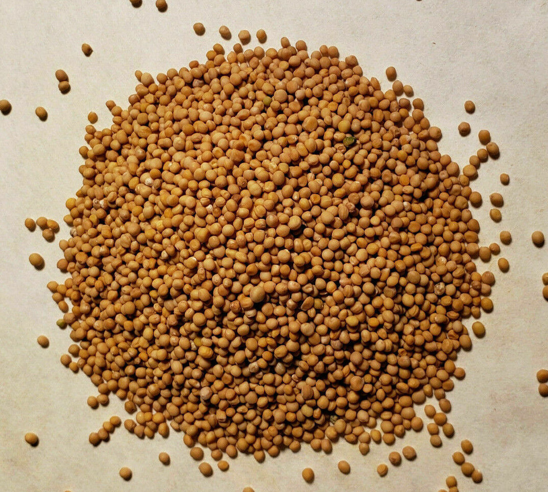 Bulk Whole Mustard Seeds, Seasoning, Spice (select size below)
