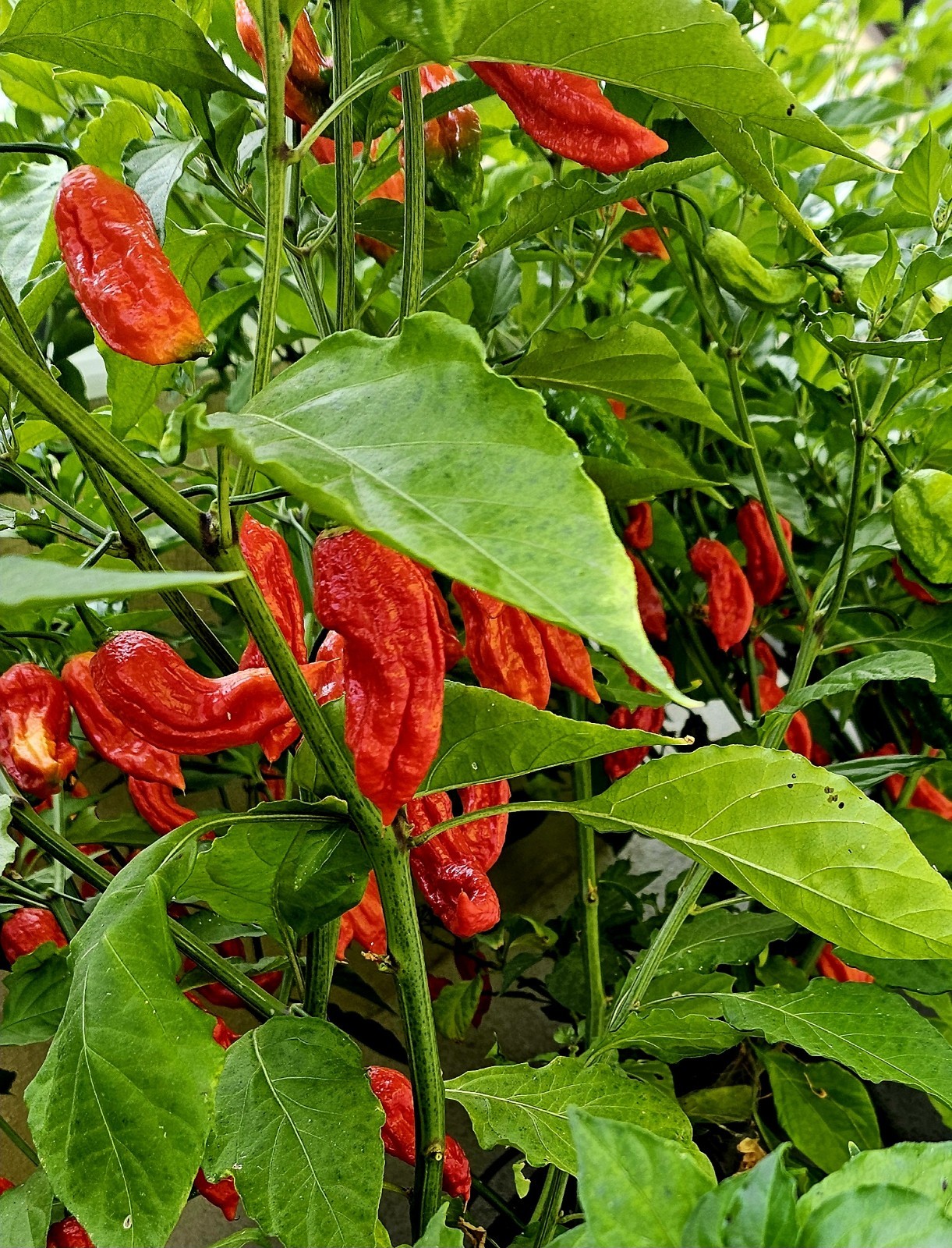 Ghost Peppers FRESH, 12 Peppers, Organic