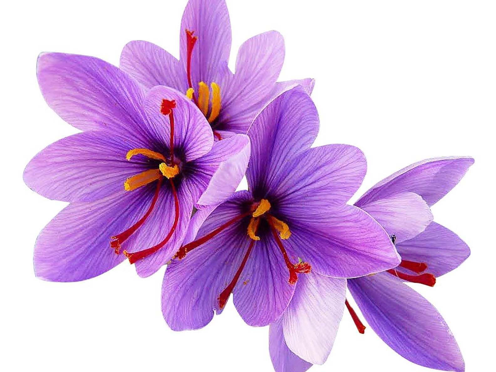 100 Saffron Crocus Sativus Corms – Premium Bulbs for Planting, Purple