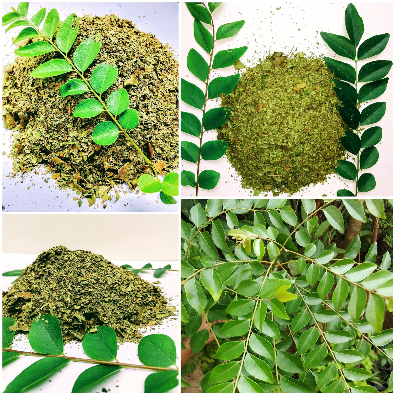 Curry Leaves Plant curry Leaf Fresh Kadi Patta Murraya Indian Organic Natural