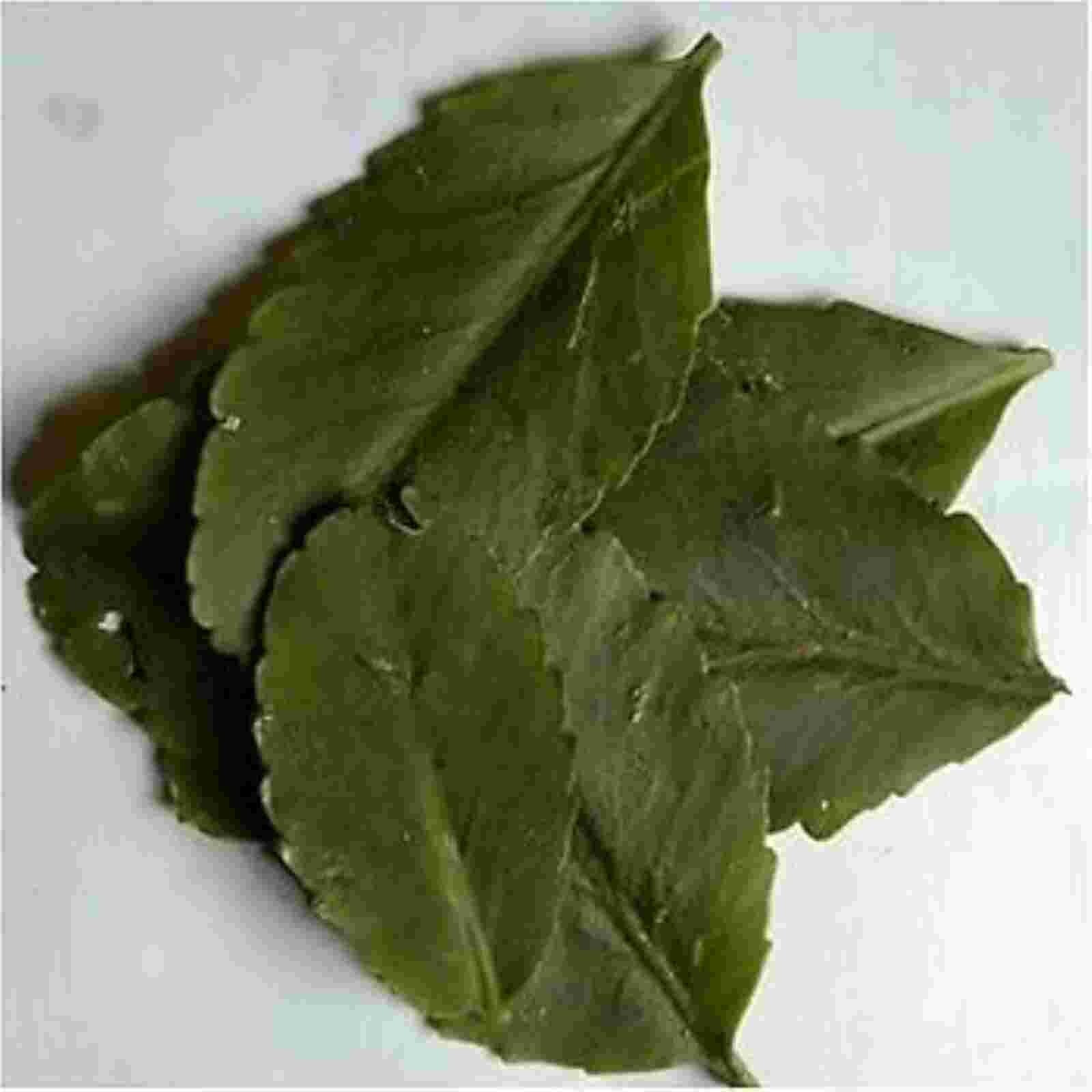 Fresh For Planting Leaves-Miracle Leaf (Bryophyllum pinnatum) Leaf of Life live