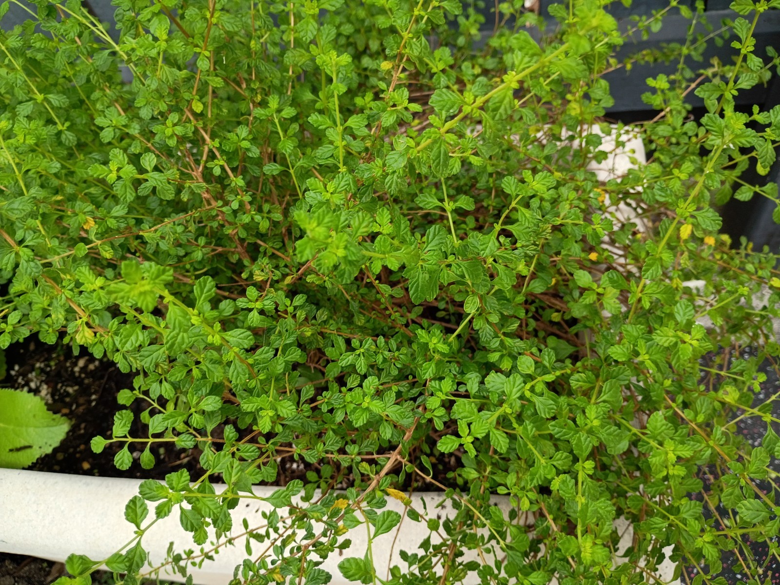 Fresh Organic Creeping Thyme Edible Herb Plant