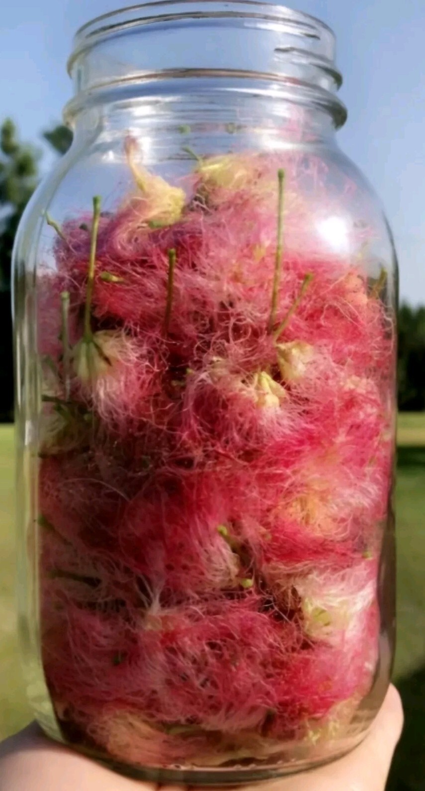 Dried Silk Mimosa Tree Fragarant Pink Flowers Tea Tincture Albizia Julibrissin